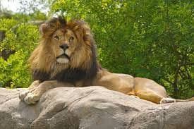 Adam Lion